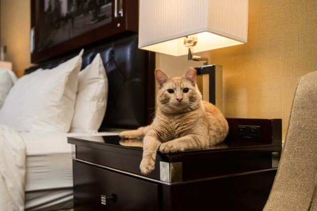 unbelievable-hotel-stories-real-life-encounters-you-wont-believe-6FRs Unbelievable Hotel Stories: Real-Life Encounters You Won’t Believe