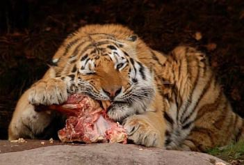 unveiling-the-answer-how-the-tiger-eats-the-grass-x3k7 Unveiling the Answer: How the Tiger Eats the Grass