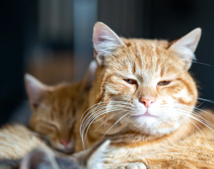 when-pets-become-family-a-husbands-heartbreak-over-unilateral-decisions-in-marriage-qFYr When Pets Become Family: A Husband’s Heartbreak Over Unilateral Decisions in Marriage